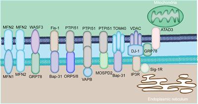 Mitochondria-associated endoplasmic reticulum membranes and cardiac hypertrophy: Molecular mechanisms and therapeutic targets
